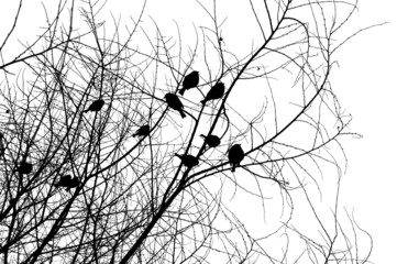 birds on a tree