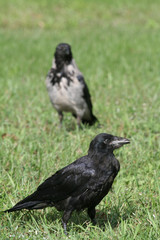 crows