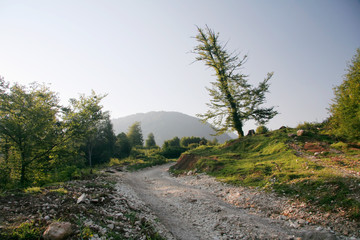 Obraz premium evening road and tree