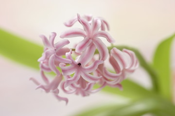 wunderschöne hyazinthen-blüte