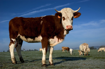 cow