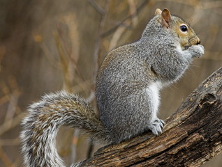 Obraz premium squirrel on branch