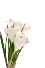 white crocus on white