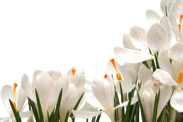 white crocus on white