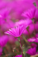 spring flower close up