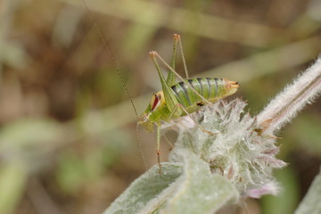 grasshopper