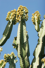 cactus plants