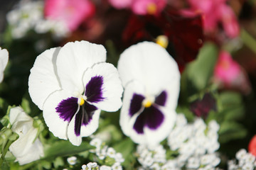 beautiful violets