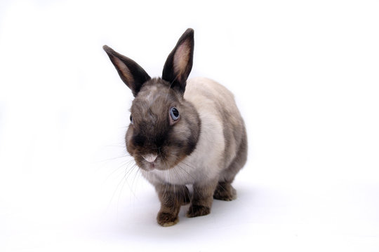 rabbit 03