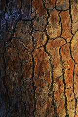 wood bark
