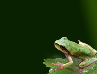 grenouille verte sur une feuille