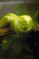 green tree snake