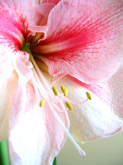 amaryllis