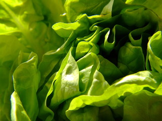 lettuce 4