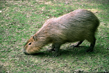 capybara
