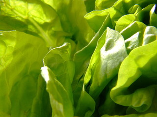 lettuce 1