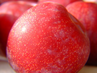 plum close up 1