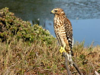 hawk