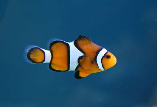 clownfisch