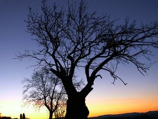 morning almond tree © Indigo