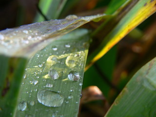 goutte