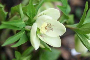 hellebore