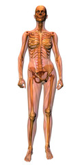 anatomy - female musculature with skeleton