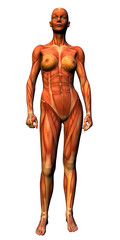 anatomy - female musculature