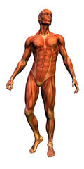 Naklejka premium anatomy - male musculature