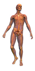 anatomy - male skeleton with musculature