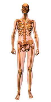 anatomy - female skeleton with musculature