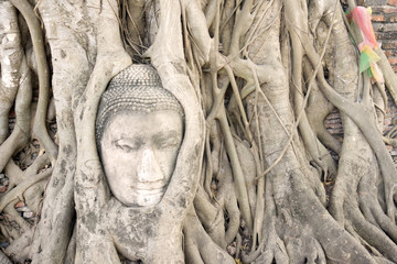 buddha head in tree roots.