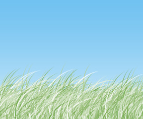 Fototapeta premium photo grass