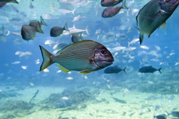 Obraz premium yfbream