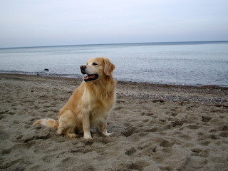 hund