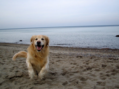 hund