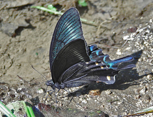 butterfly maack's swallowtail