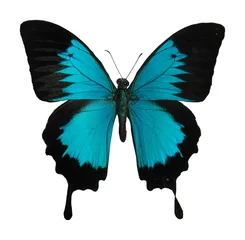 Keuken foto achterwand Vlinder vlinder
