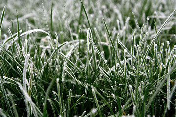 close up of grass.