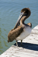 pelican on dock
