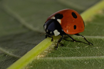 ladybug