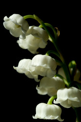 lily of the valley