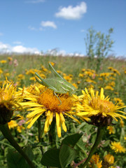 grasshopper on yellow