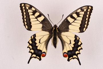 machaon