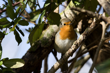rouge gorge