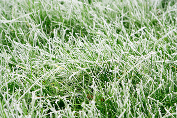 frost covered blades of grass