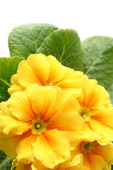 yellow primula