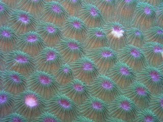 korallenstruktur 2