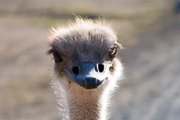 Crédence de cuisine en verre imprimé Autruche close up of an ostrich