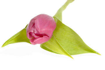 pink tulip